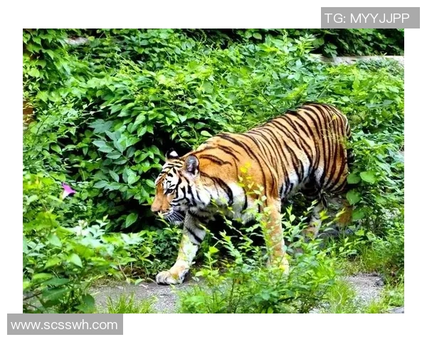深圳与华南虎的传奇对决探索城市与自然的和谐共生之道